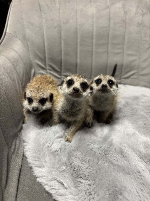 vand pui de suricata