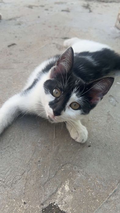 Малко красиво котенце