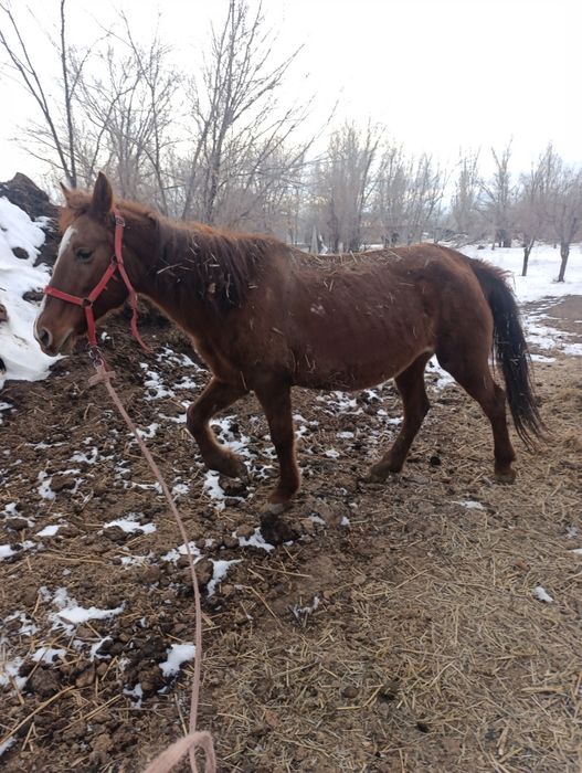 Продам кобылу, жерёбую