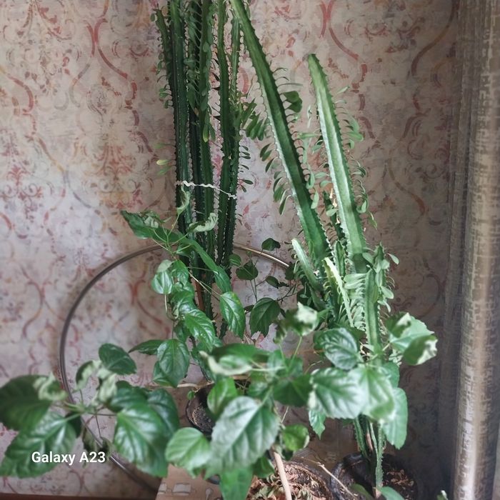 Комнатные цветы_кактусы