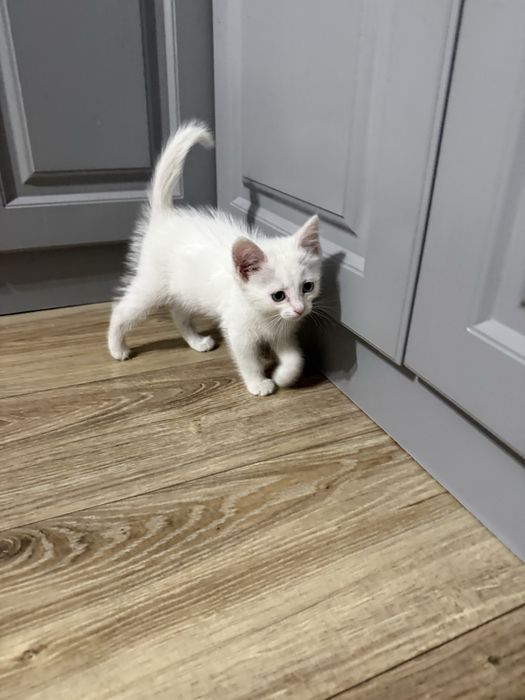Котенок девочка 1,5 мес