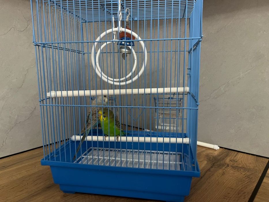 Попугай сатылады