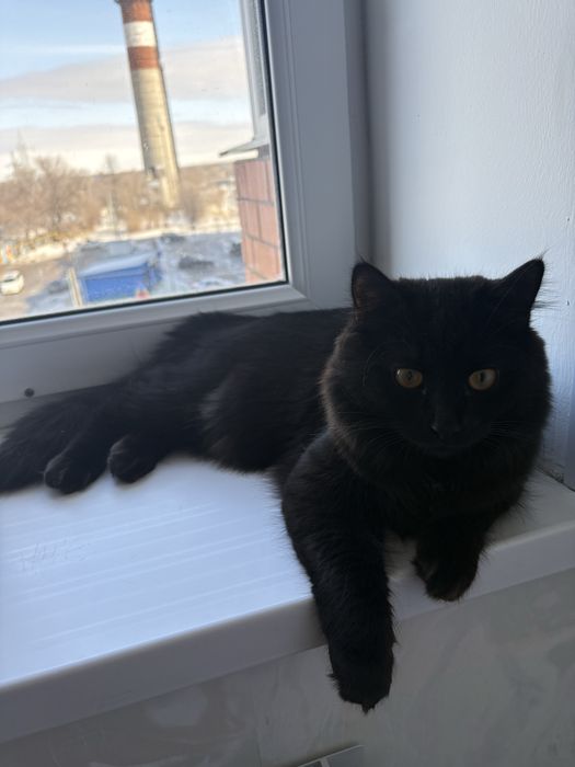 Отдаем кота в добрые руки