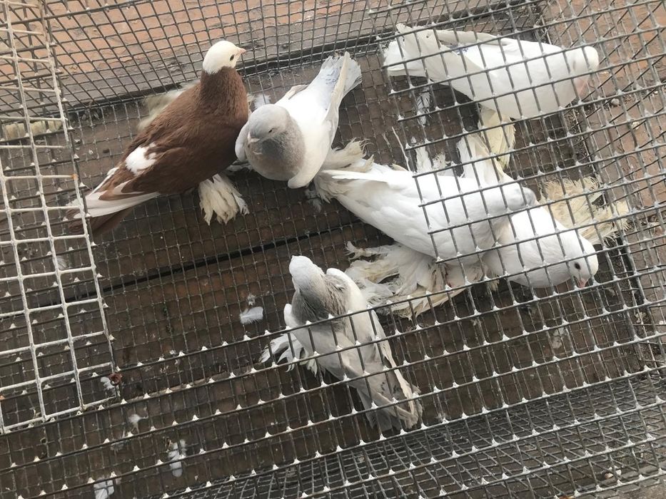 Продам голубей персы