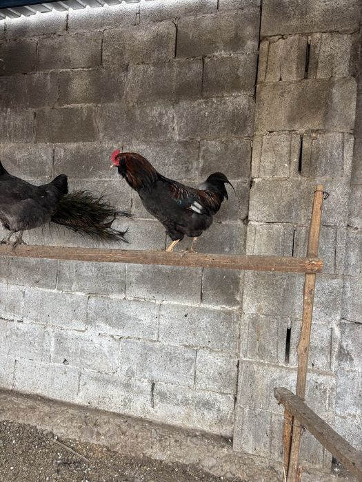 Продам кури Амераукана семейка