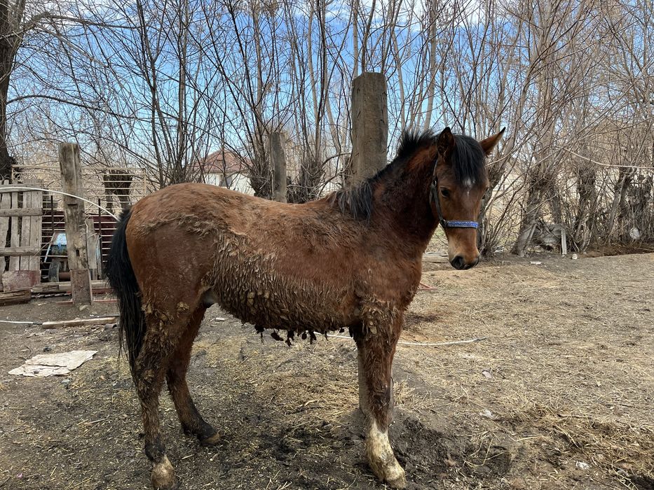 Полторашка жеребец. Хороший, спокойный.