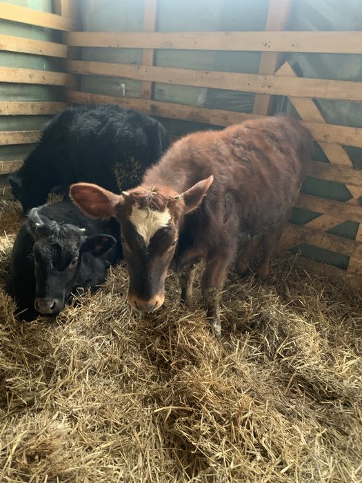 Vand 2 vitei si 2 vitele cu varsta in jur de 4 luni