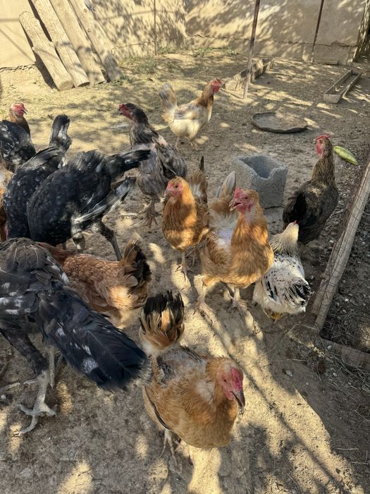 Тауық. Курица. Тауык. Куры