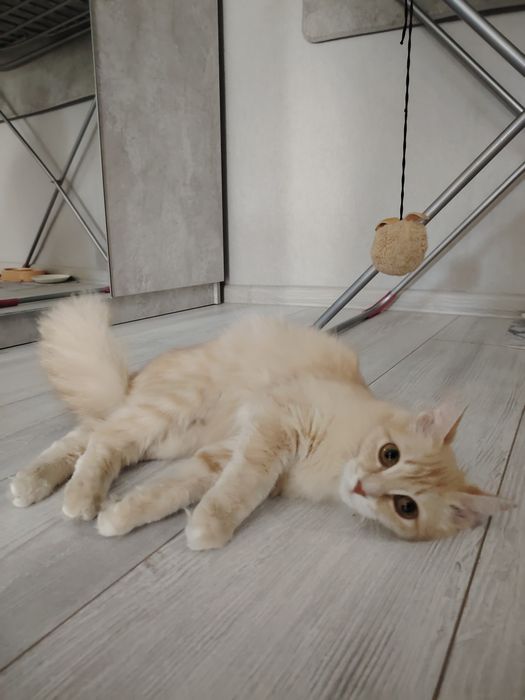 Пристраивается молоденькая кошечка