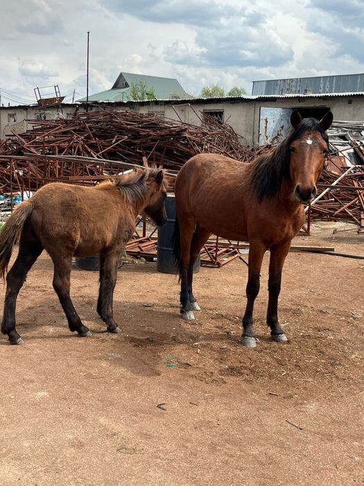 Продам 2 лошади