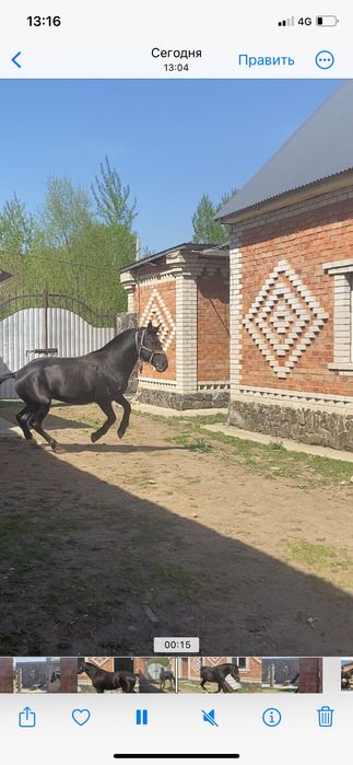 Продам коня француза