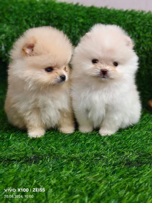 Продам шикарных щенков шпица