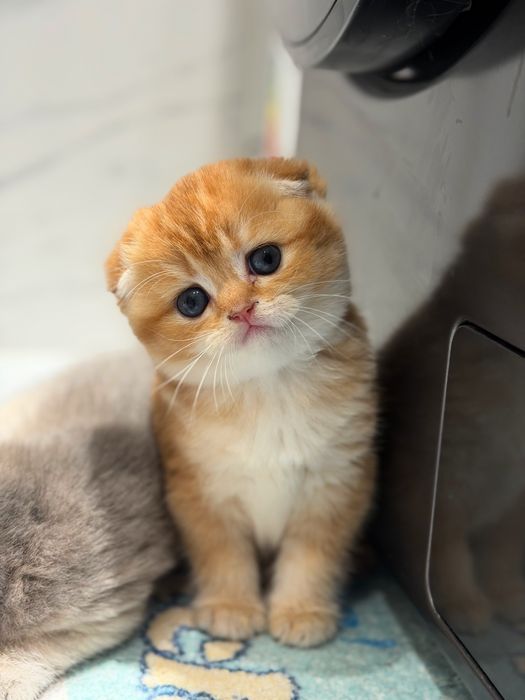 Породистые милые котята