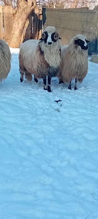 Vând berbecuț de anul trecut din luna februarie îi foarte voinic,