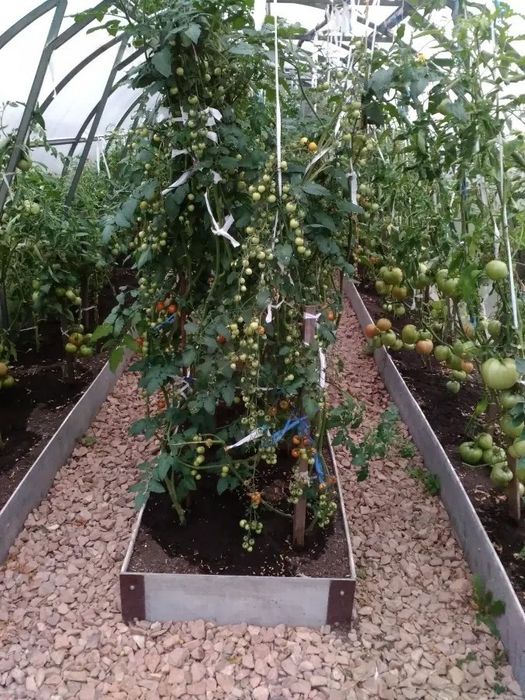 Продам дачу с/о Чайка