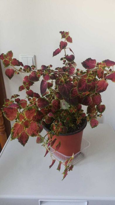 комнатные растения