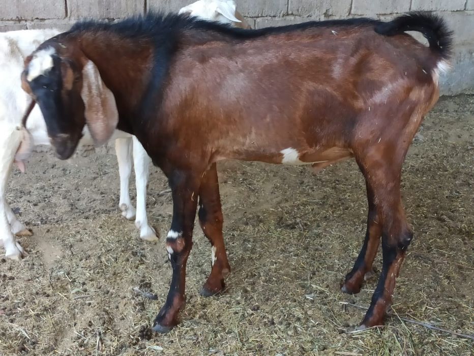 Теке ешкі сатылады