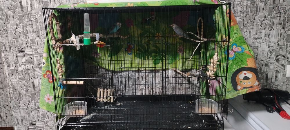 продам попугаев с клеткой