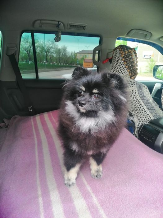 Продам немецкого шпица