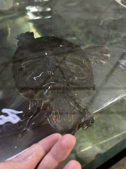 Черепаха Красноухая