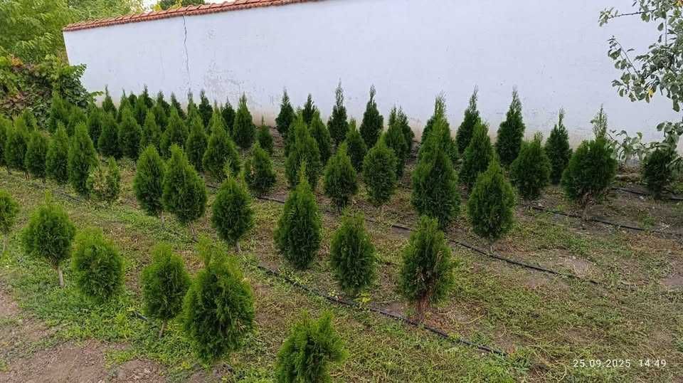 Западна туя Фастигиата / Thuja occidentalis Fastigiata