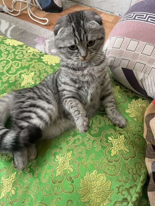 9 айлық қыз мысық сатылады.