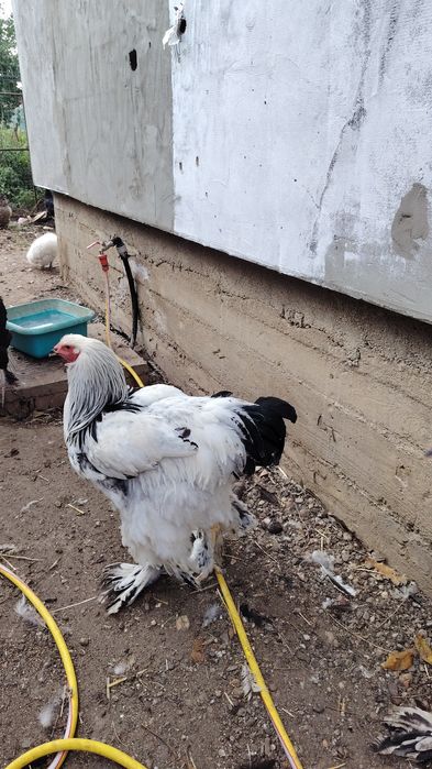 Vând cocos brahma heminat alb și Marans  negru.