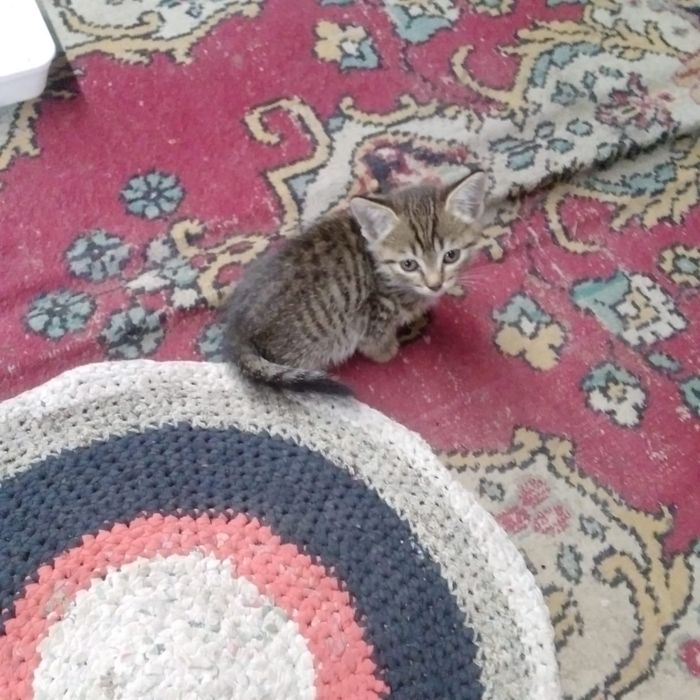 Котята отдадим хорошие руки