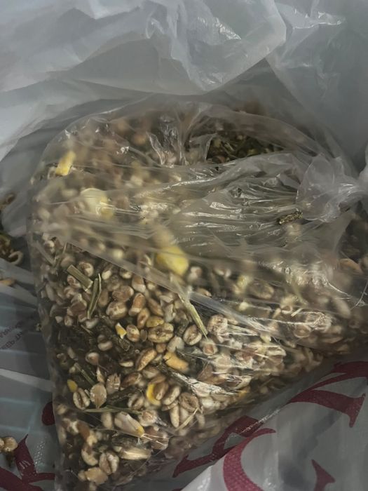 Продаю кролика домашнего