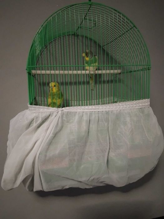 Вълнисти папагали със клетка