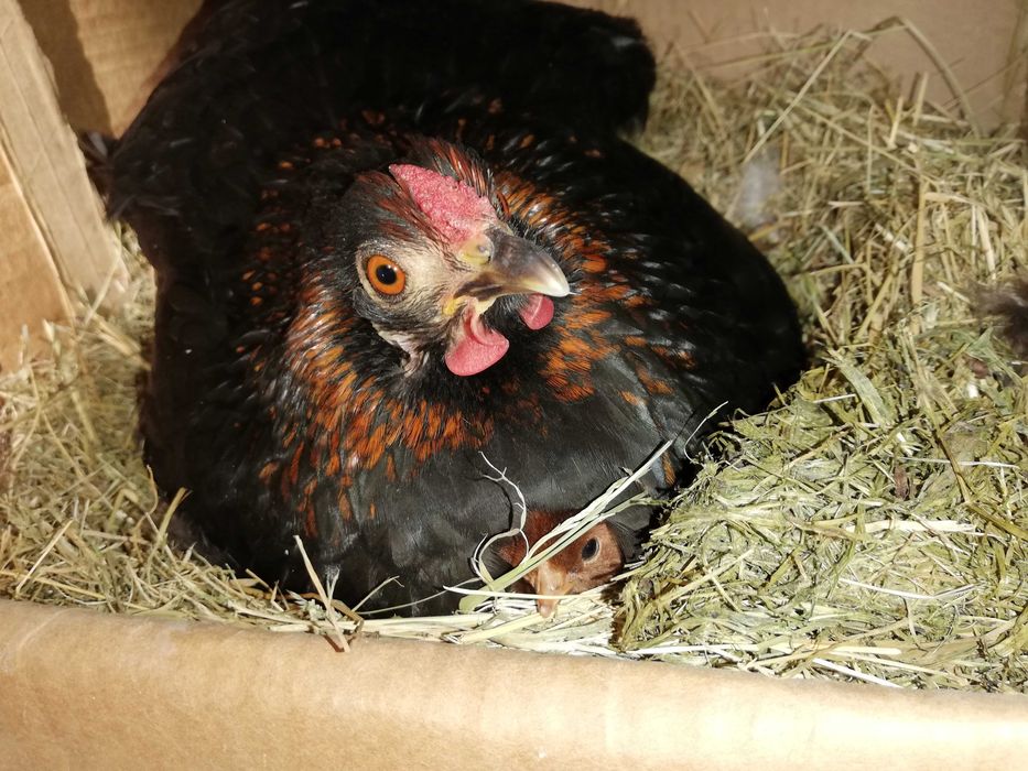 Ouă de găini pitice și normale :wyandotte, italiene, mii