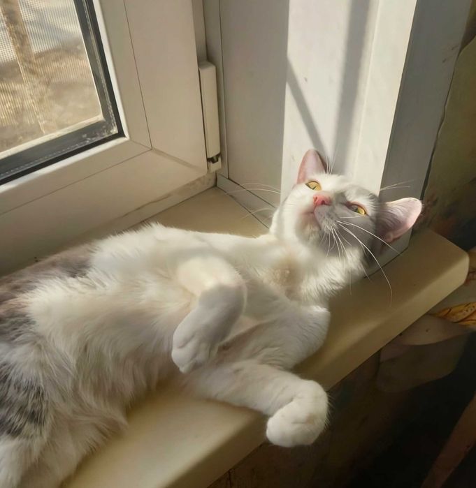 Отдам котенка девочка