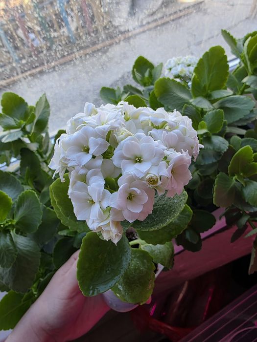 Комнатные (домашние) цветы