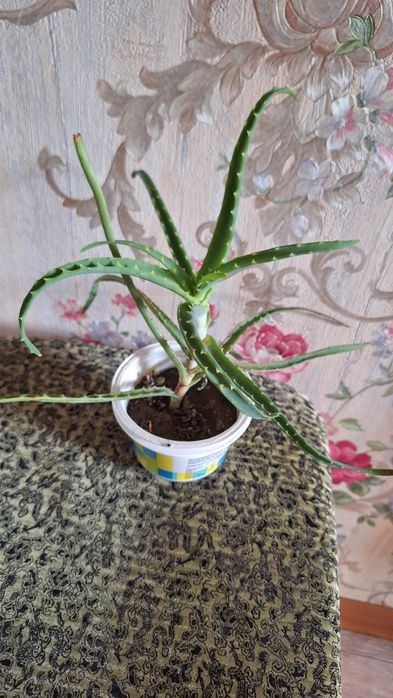 Цветок Алоэ комнатный.