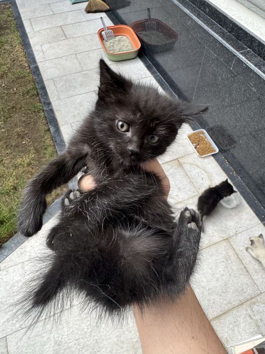 Отдам даром бомбейских новорожденных котят