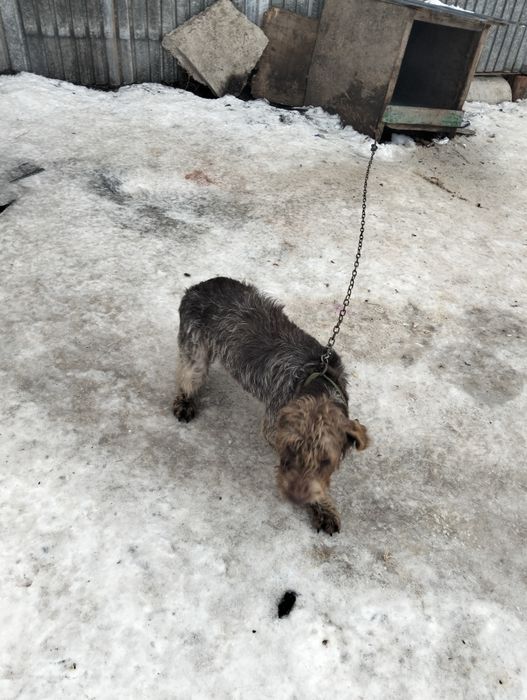 Продам Дратхар рабочи