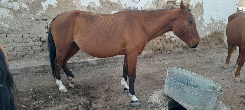 Ұйірімен жылқы сатылады