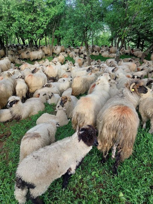 Vând brânză oaie