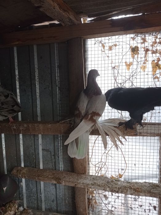 Голуби  молодежь