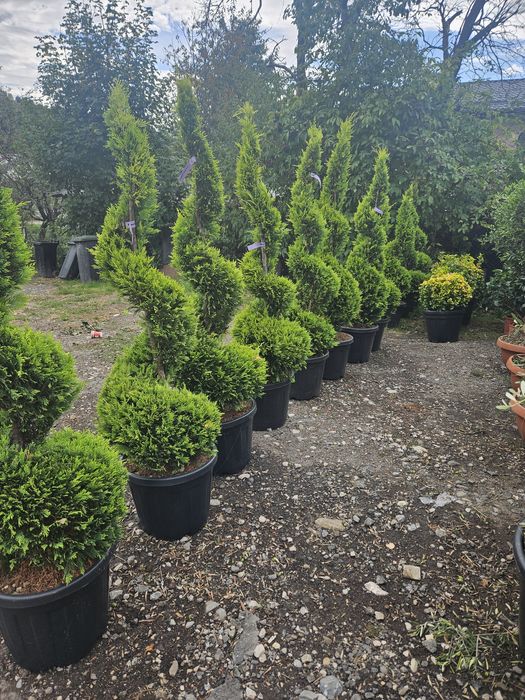 Maslin leilandy phoetinia eonymous Camelia spirale ponpon