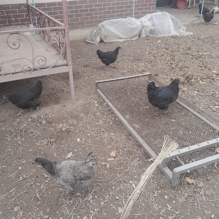 Продам петушков джерсийский гинант