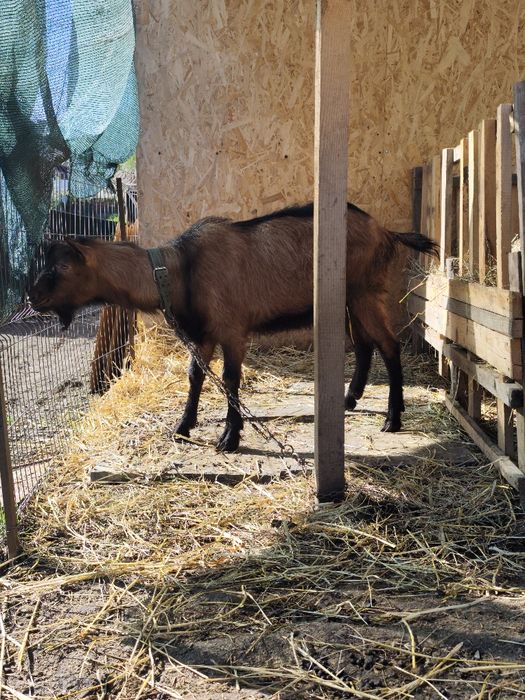 Vand țap alpin francez ciut genetic