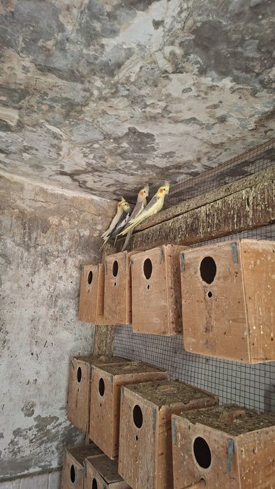 Продам попугаев оптом