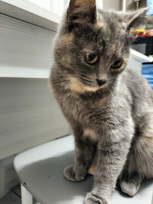 Кошечка маленькая ищет дом