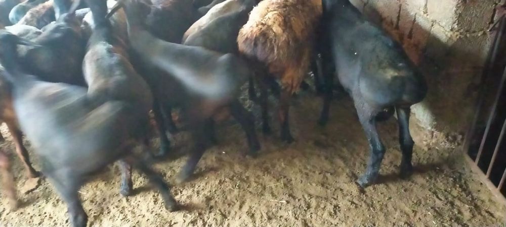 Кой, тусактар сатылады