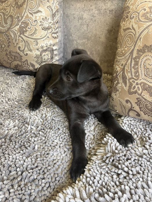 Щенки девочки в поисках  дома