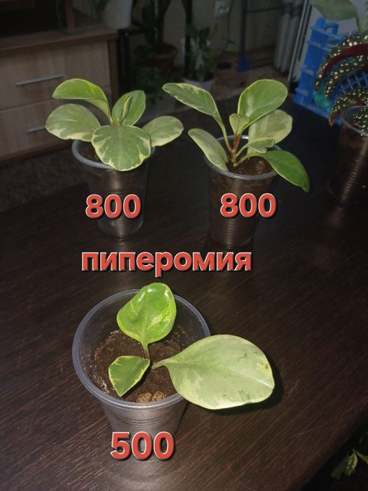 Комнатные цветы, в наличи