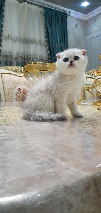 Шотландский скотиш фолд