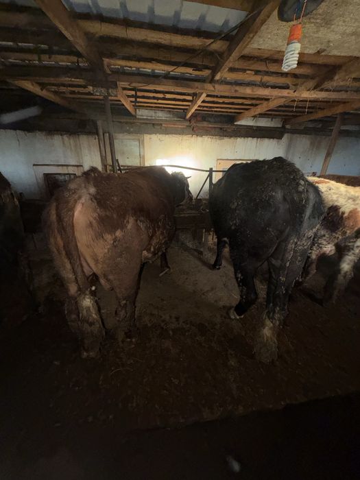 Продаются бычки с откорма