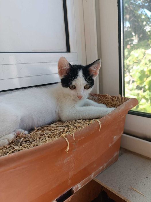 Подарявам женско коте